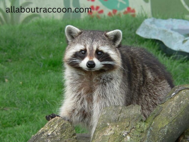 Do Raccoons Make their Territory? _ Interesting fact
