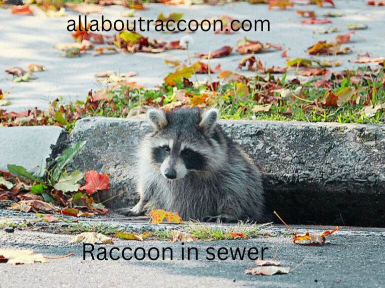Do Raccoons live in Sewers-A closer look