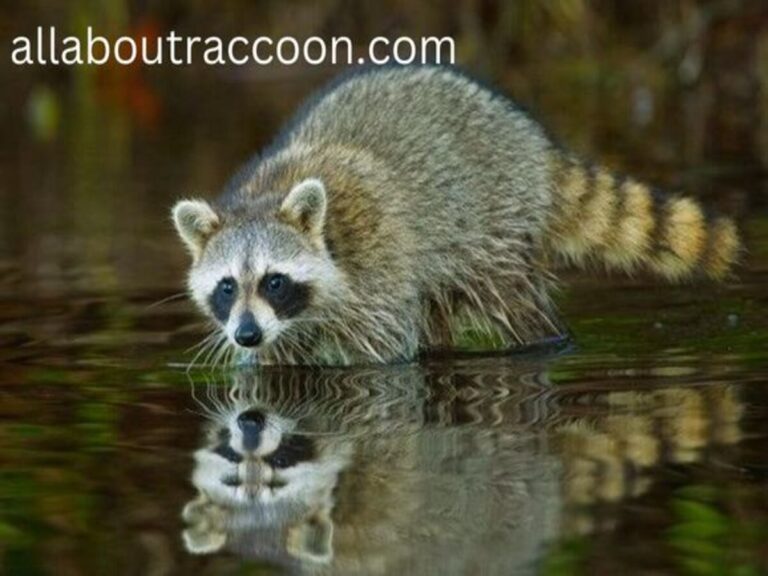 Are Raccoons good Swimmers-All about Raccoon