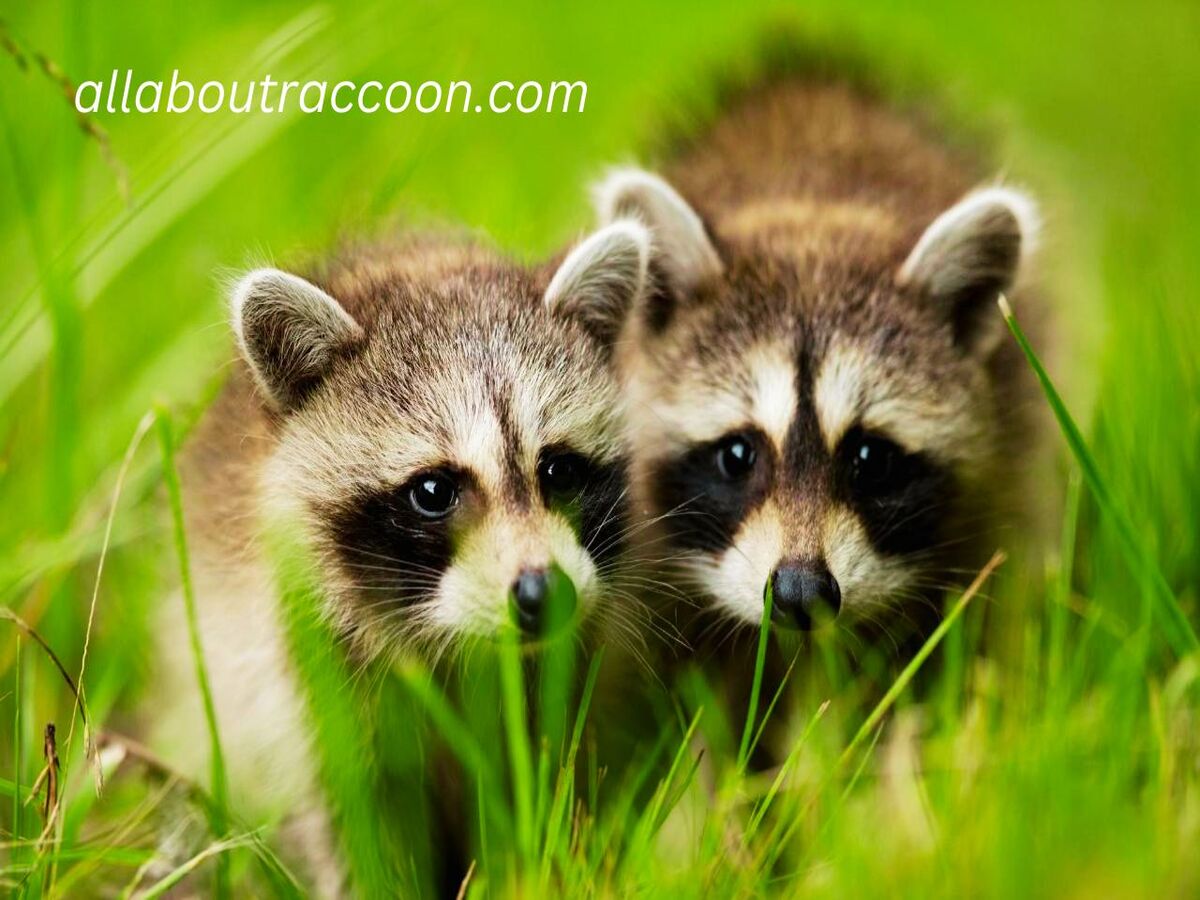 Do male raccoons eat their babies?