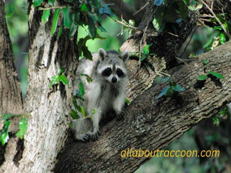 Do Raccoons Climb Trees?-Benefits of tree Climbing