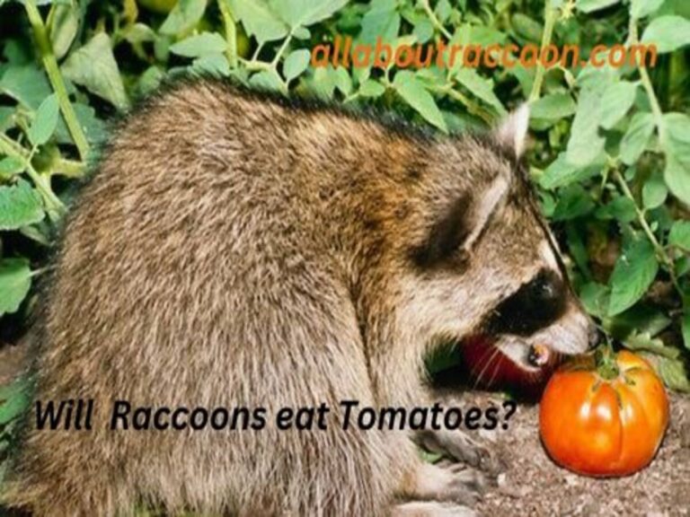 Will Raccoons eat tomatoes?-Healthy Diet