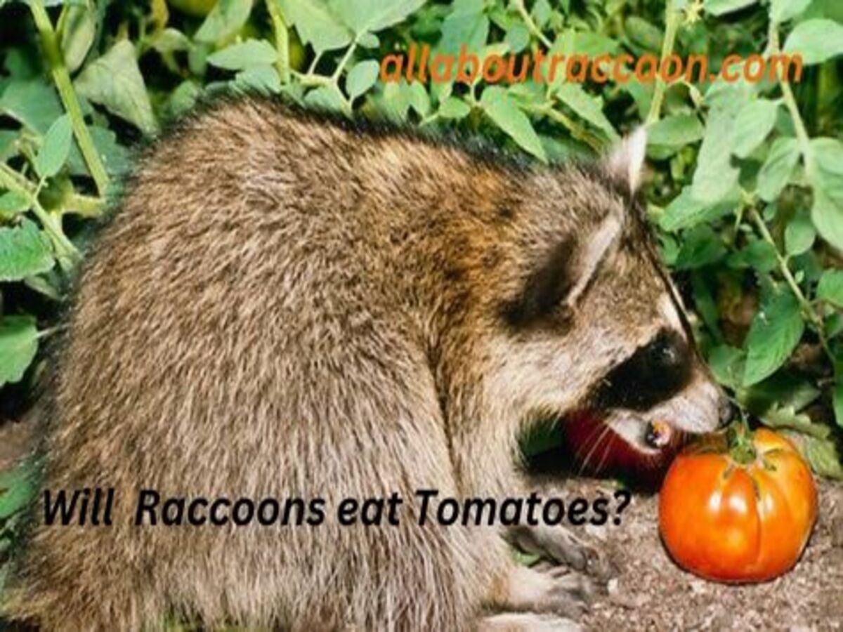 Will Raccoons eat tomatoes?