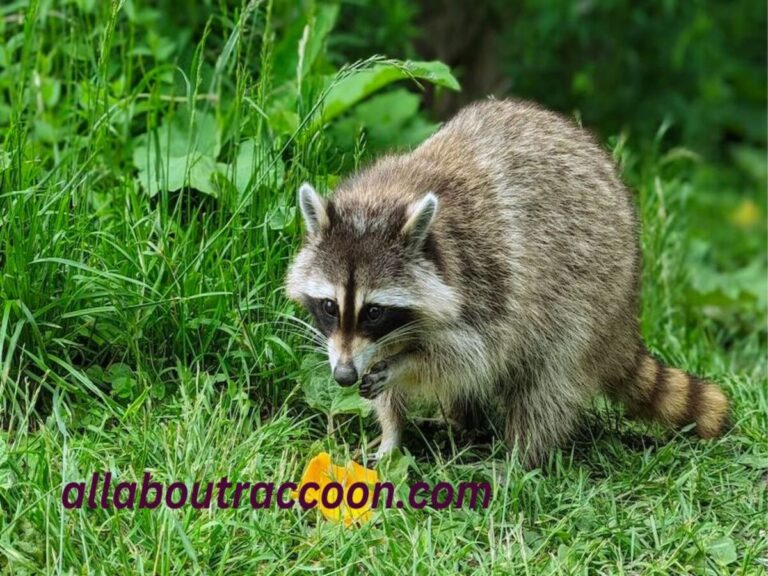 What Happens if you quit feeding Raccoons?-Detailed view