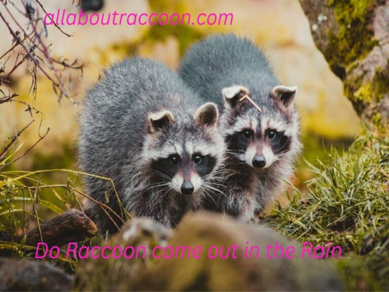 Do Raccoon come out in the Rain?-Do they really?