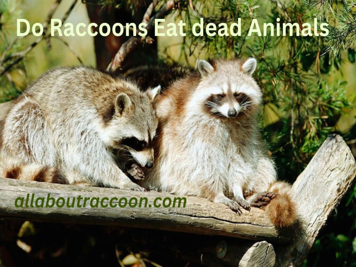 Do raccoons eat dead animals?