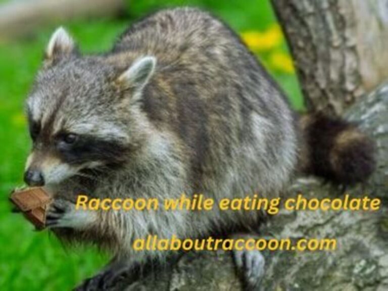 Do raccoons eat chocolate?- should they eat?