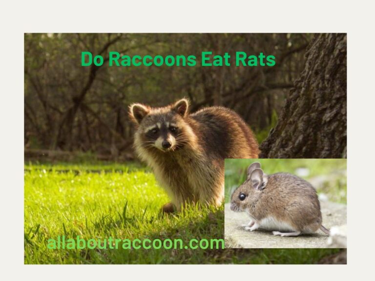 Do Raccoons eat rats?-Surprising Truth
