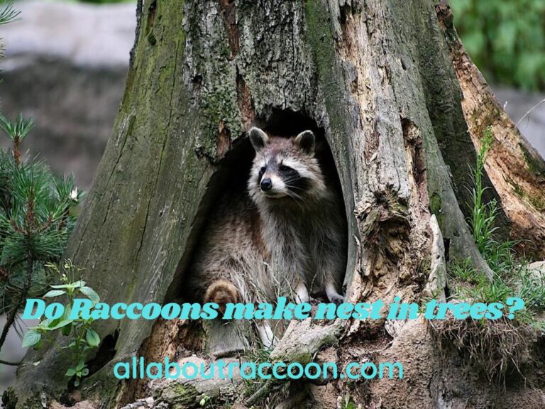 Do Raccoons make nest in trees?-Do they?