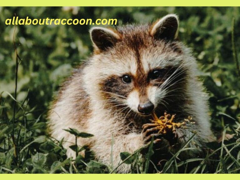 Do Raccoons eat Baby birds?-Why do they eat?
