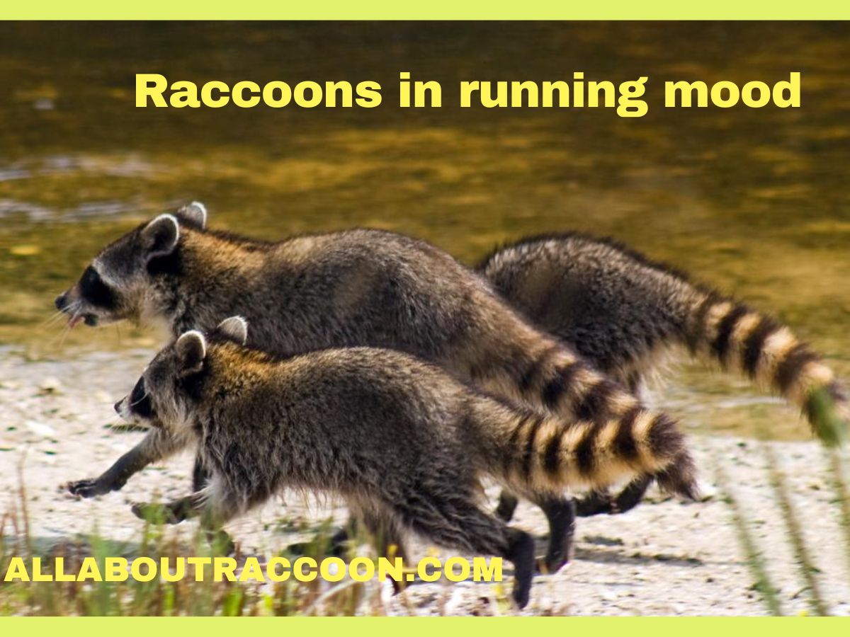 How fast can a raccoon run?