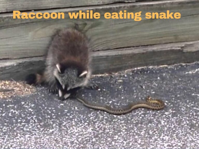 Do Raccoons Eat Snakes?