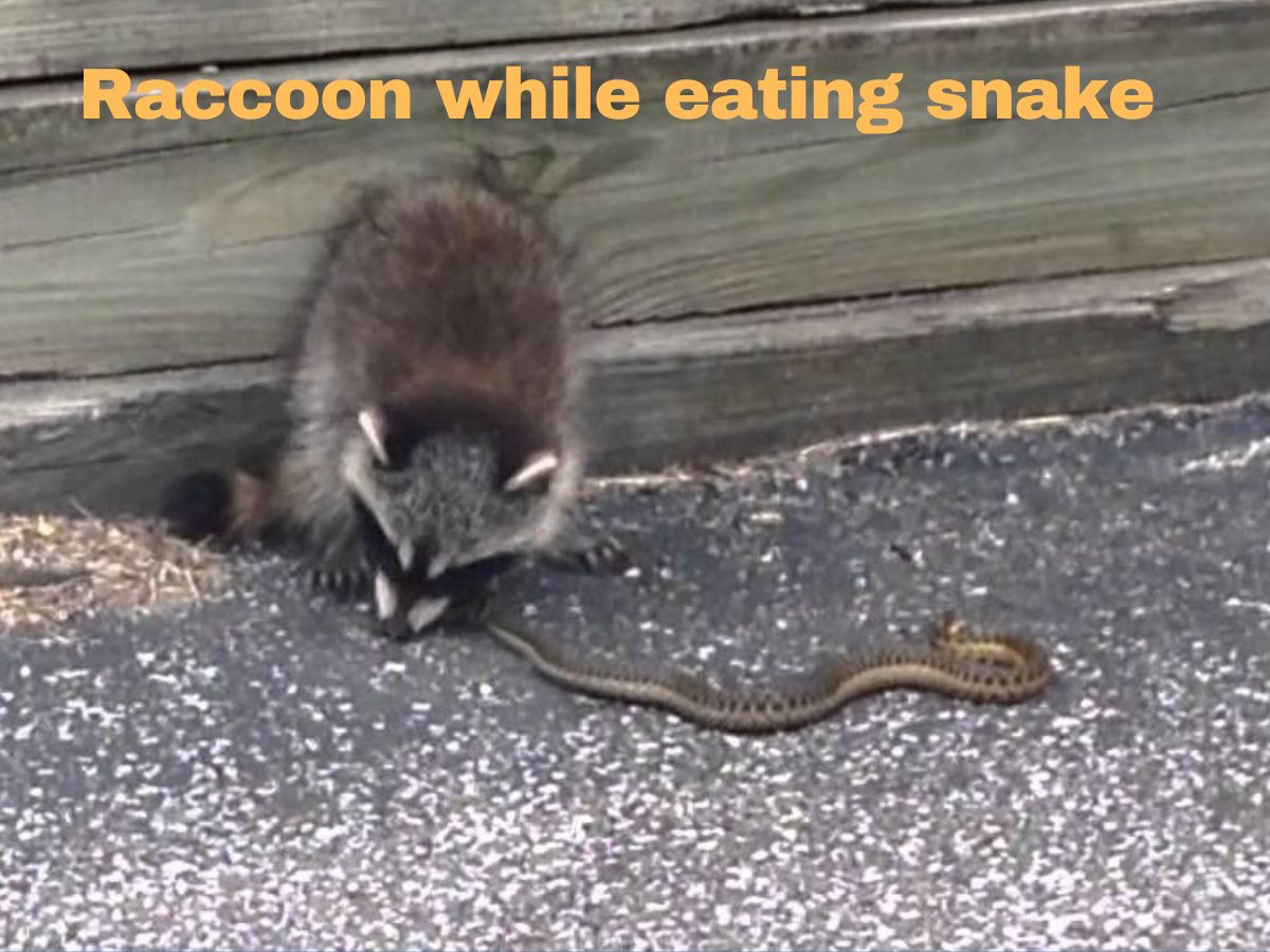 Do Raccoon eat snakes