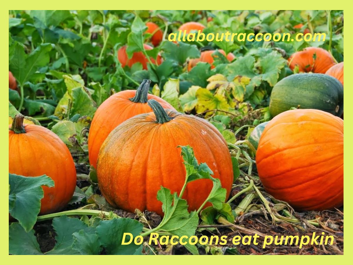 Do Raccoons eat pumpkins?
