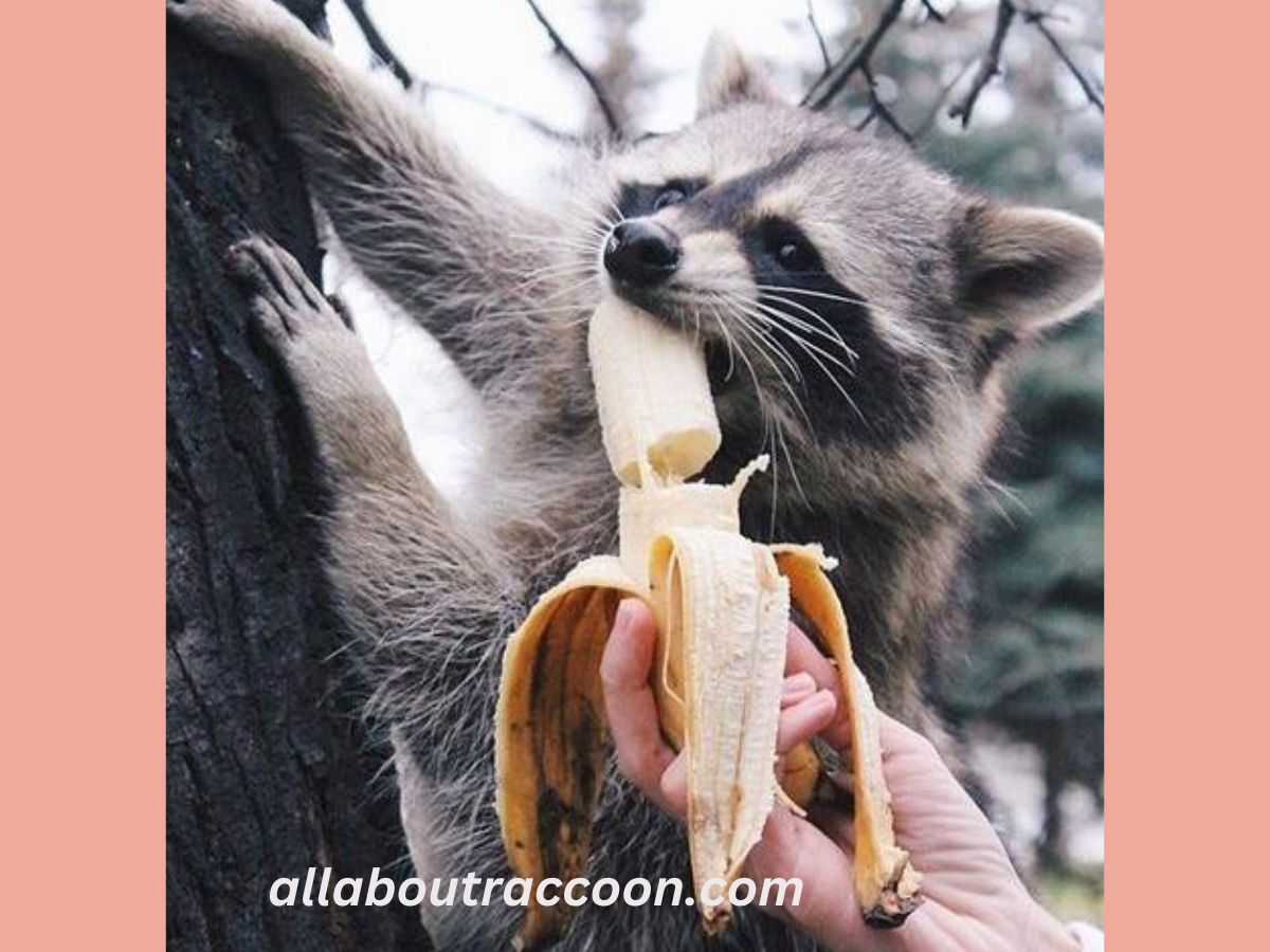 Do raccoons eat bananas?