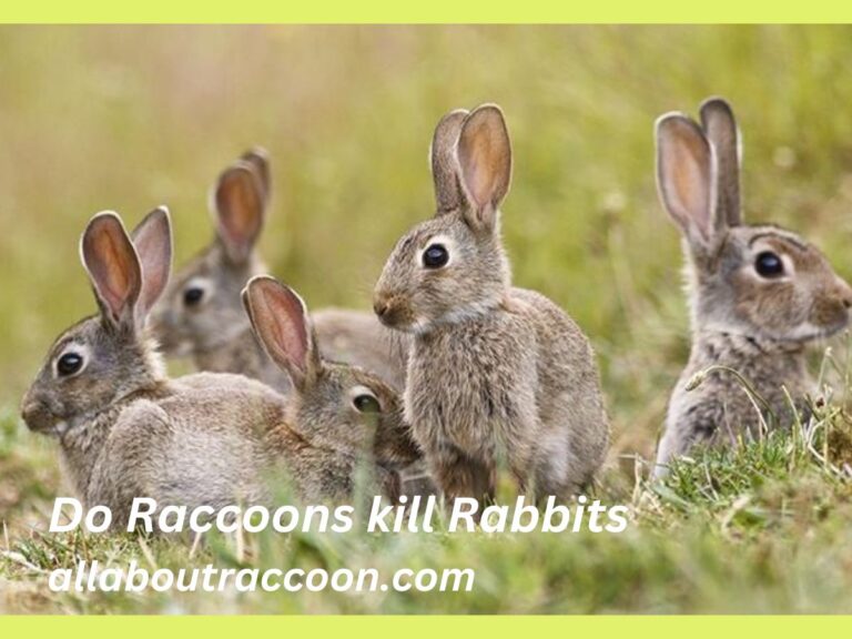 Do Raccoons Kill Rabbits?- A Cruel act