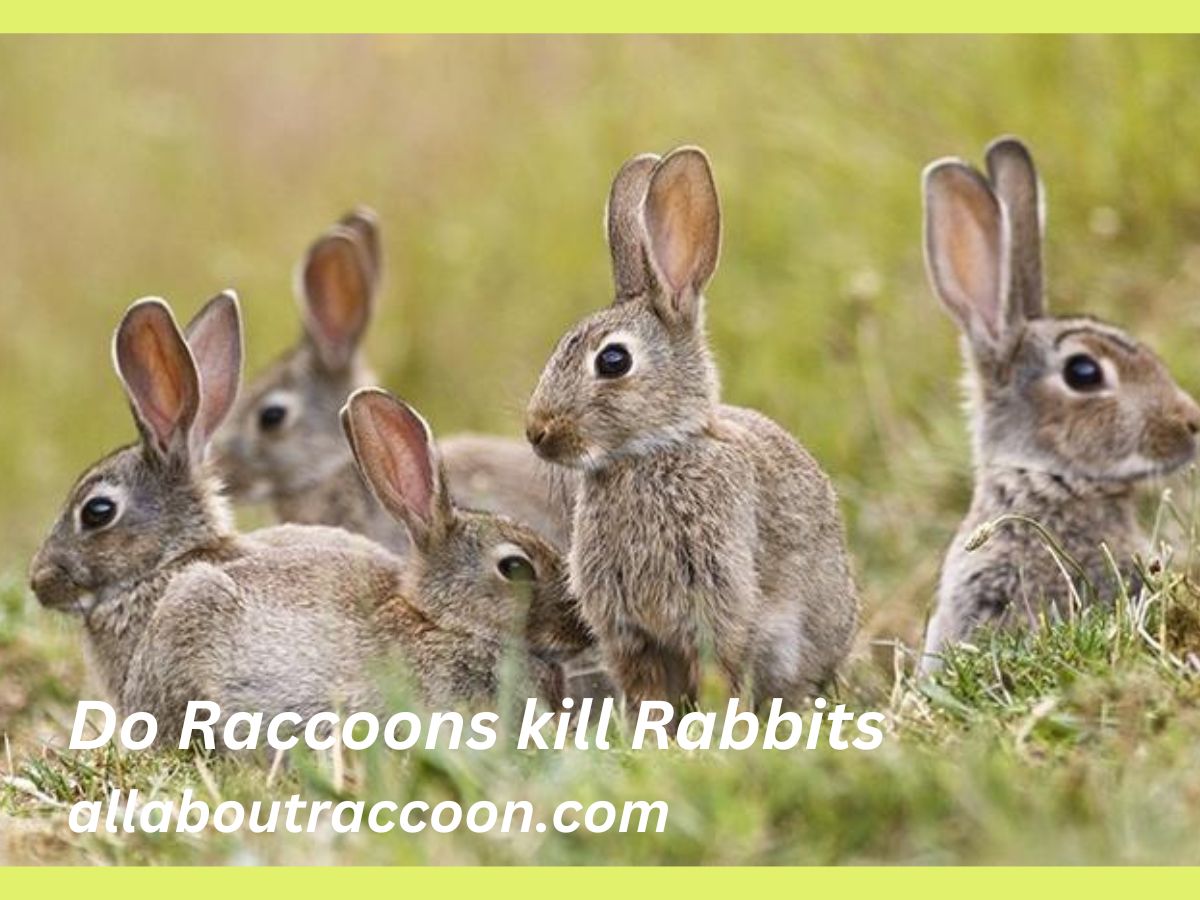 Do raccoons kill rabbits?