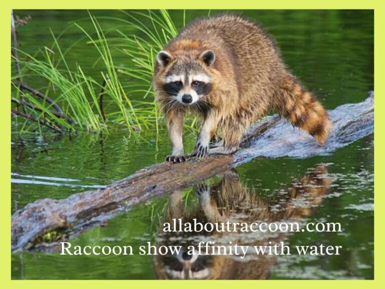 Do Raccoons like water?-Extraordinary Benefits
