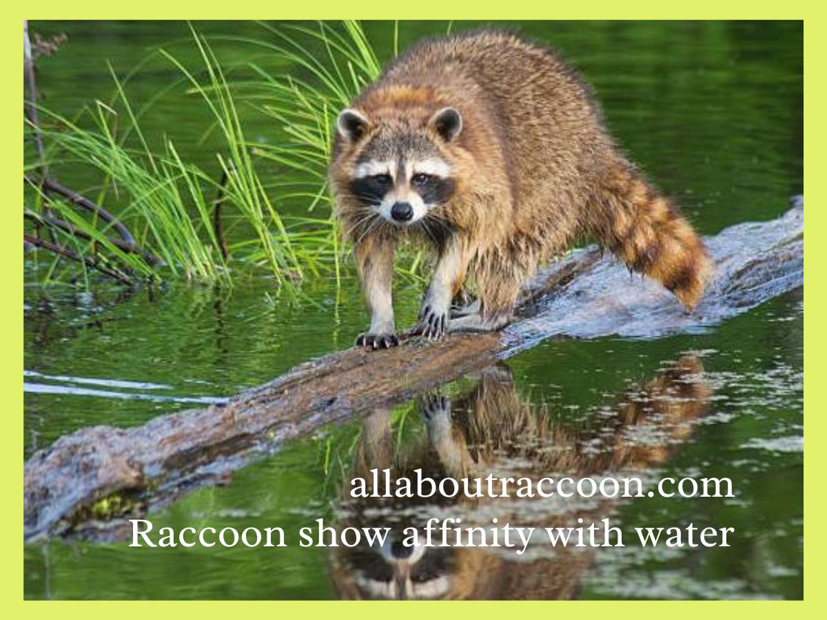 Do Raccoons like water?