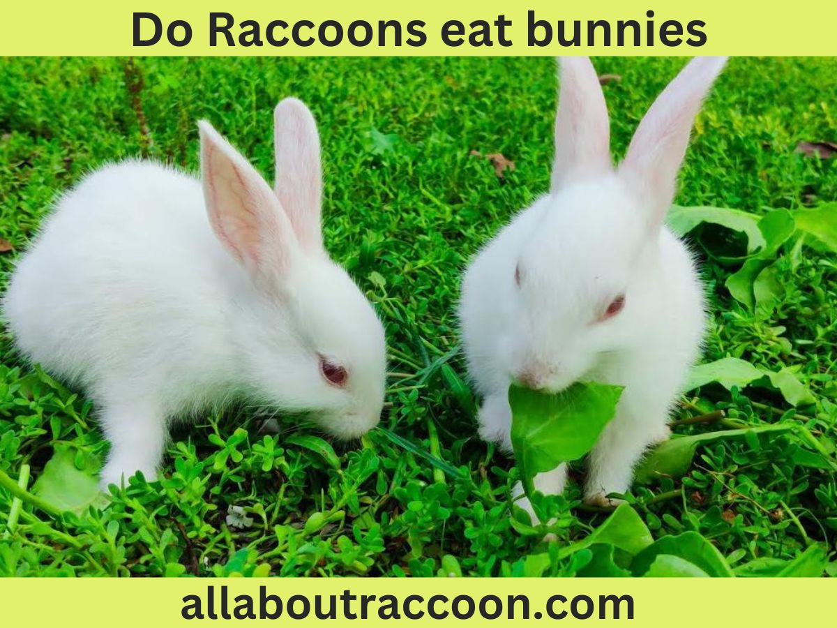 Do raccoons eat bunnies?