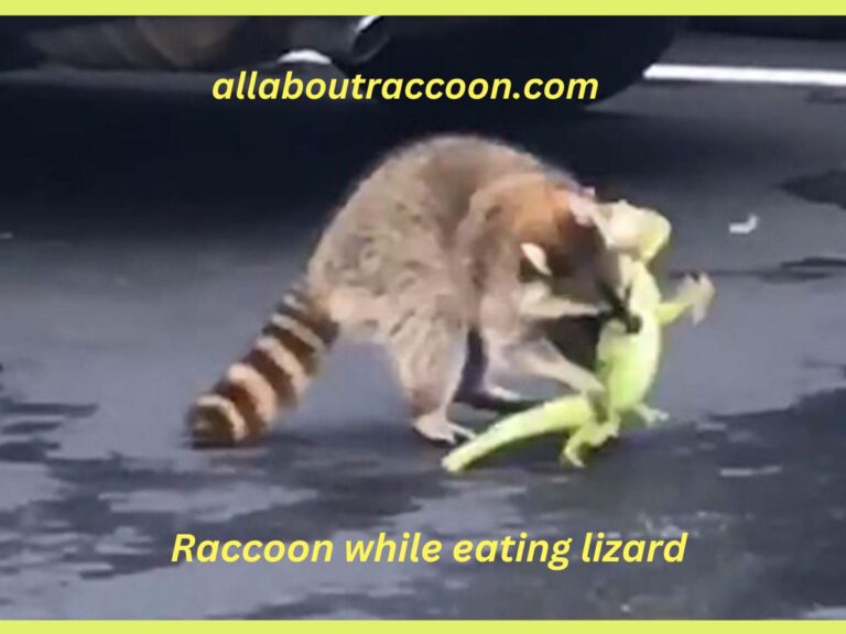 Do Raccoons eat Lizards?-Is it favorite?