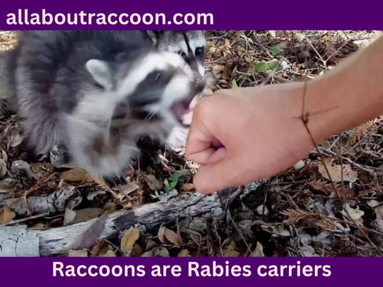 What Happens if a Raccoon bites you?-A Closer Look