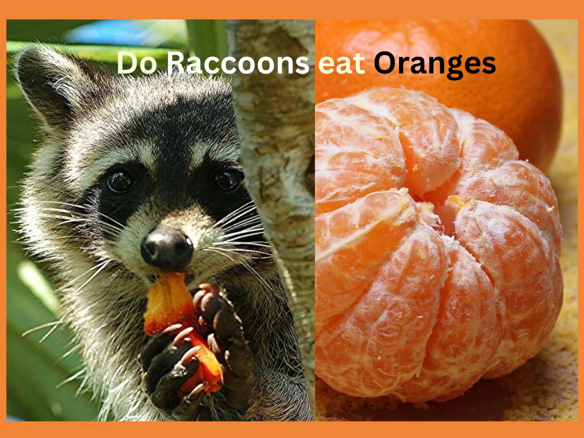 Do raccoons eat oranges