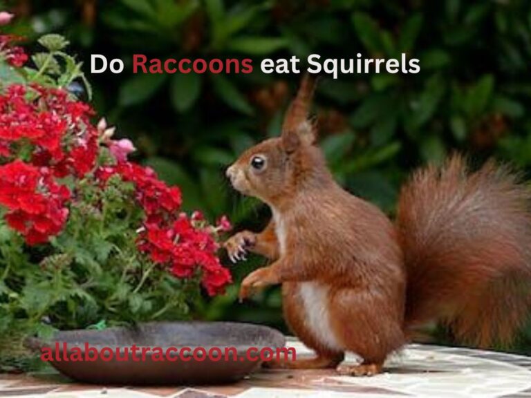 Do raccoons eat squirrels?- A Fascinating Truth 