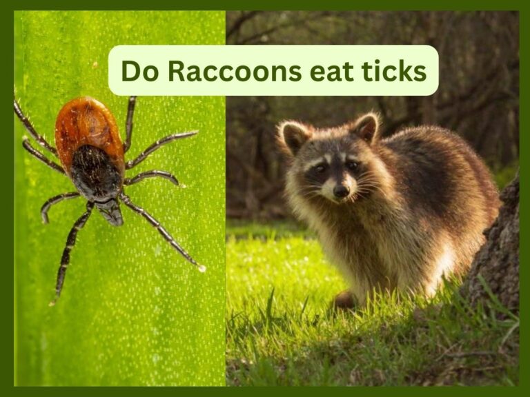 Do Raccoons eat ticks?-The answer may surprise you! 