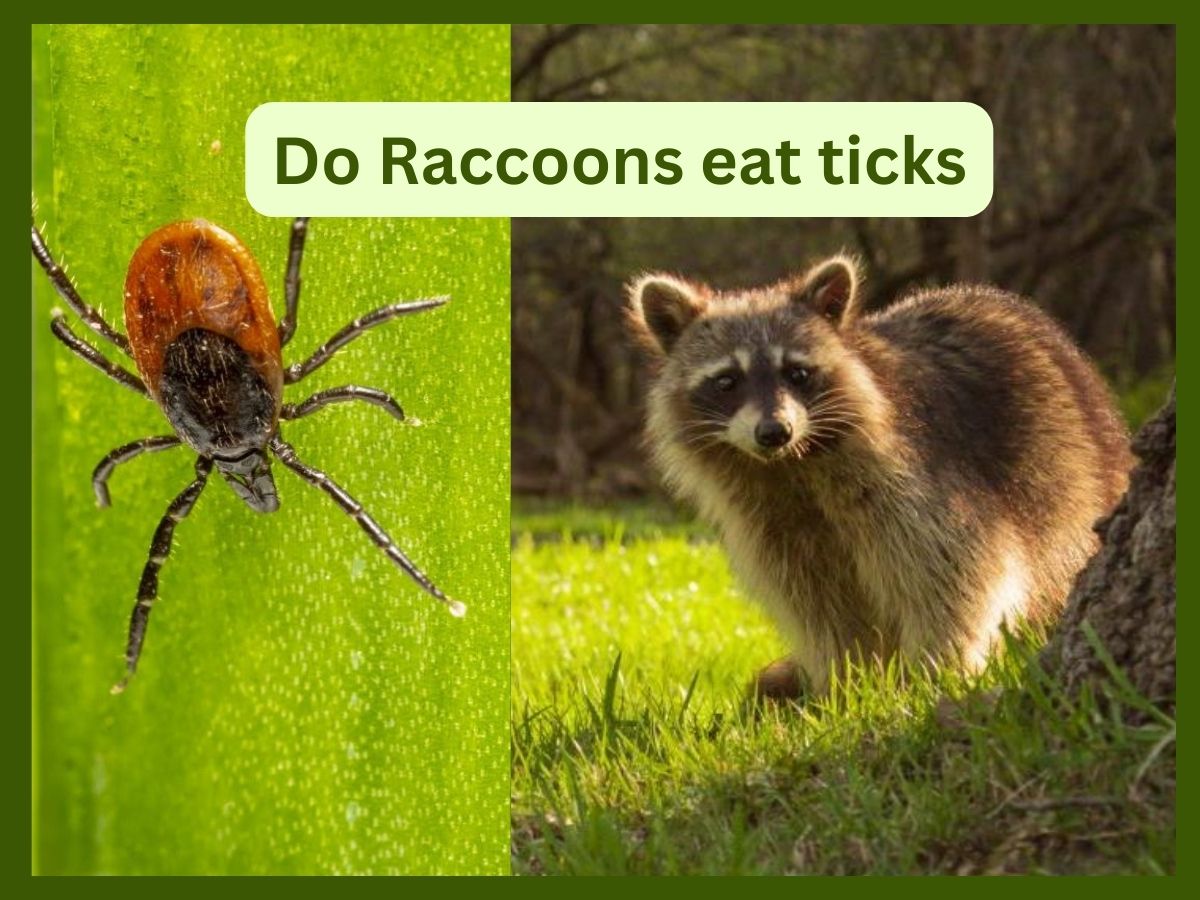 Do raccoons eat ticks?