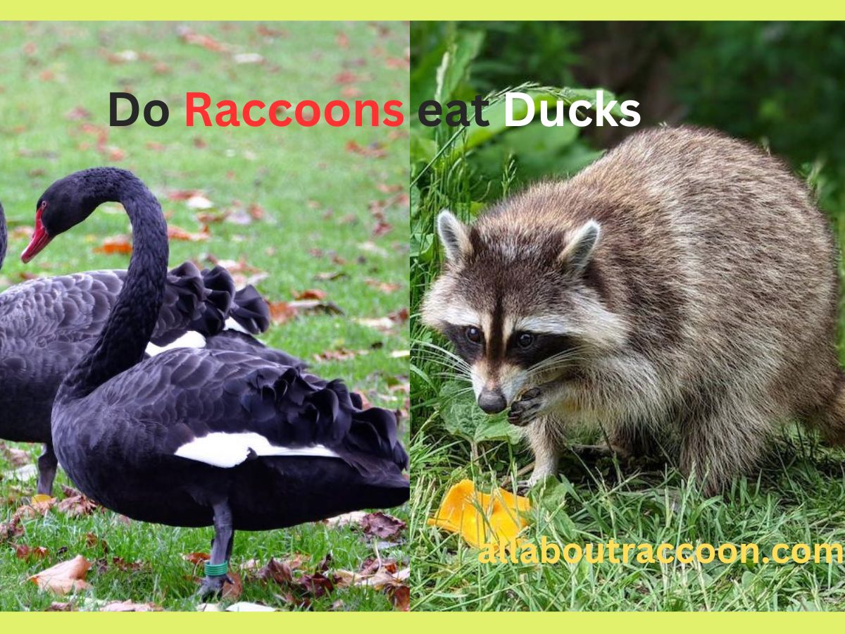 Do raccoons eat ducks?