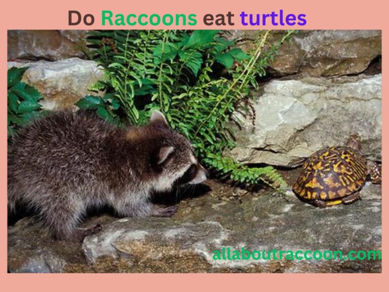 Do Raccoons eat turtles?- Amazing diet plan
