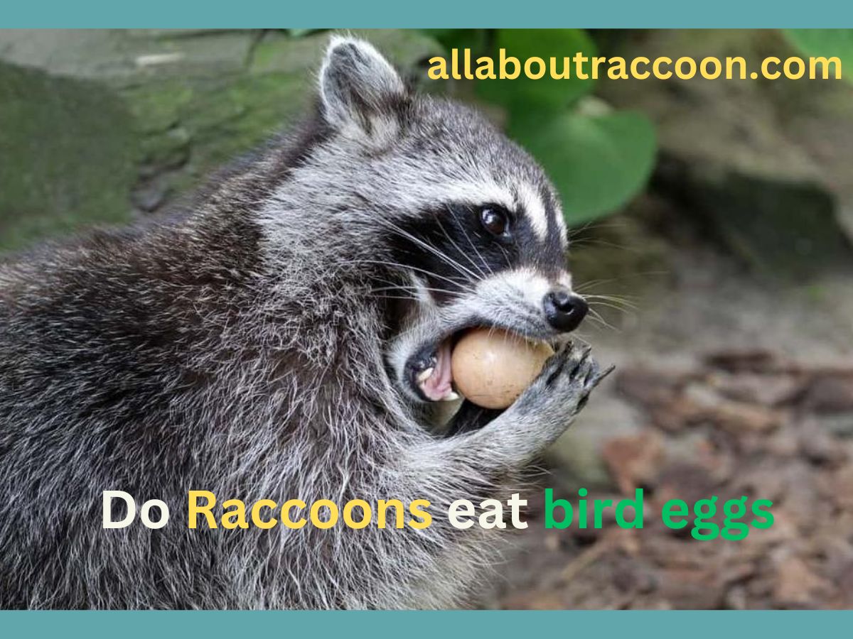 Do raccoons eat bird eggs?