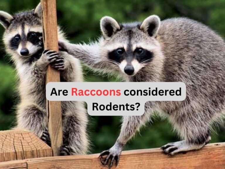 Are Raccoons considered Rodents?-But Why?
