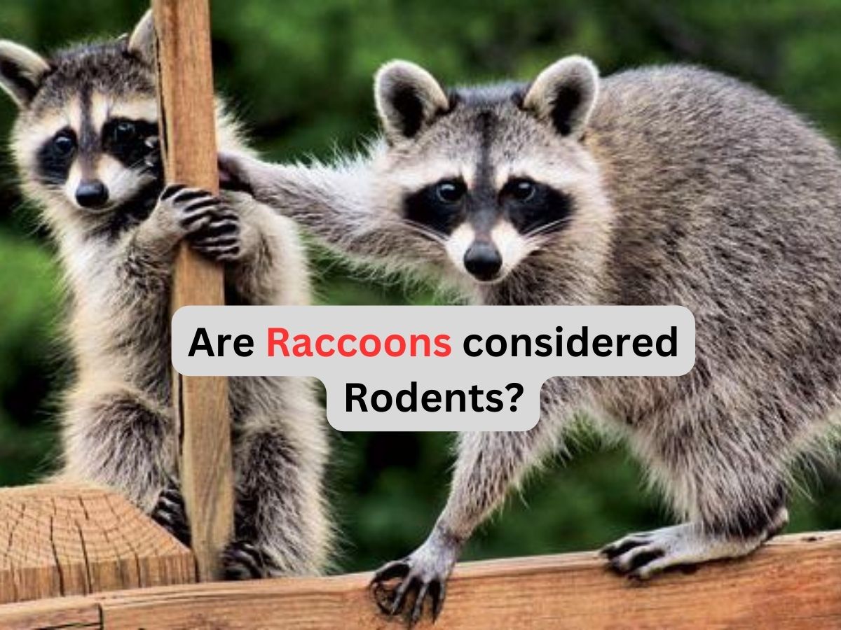 are raccoons considered pests?