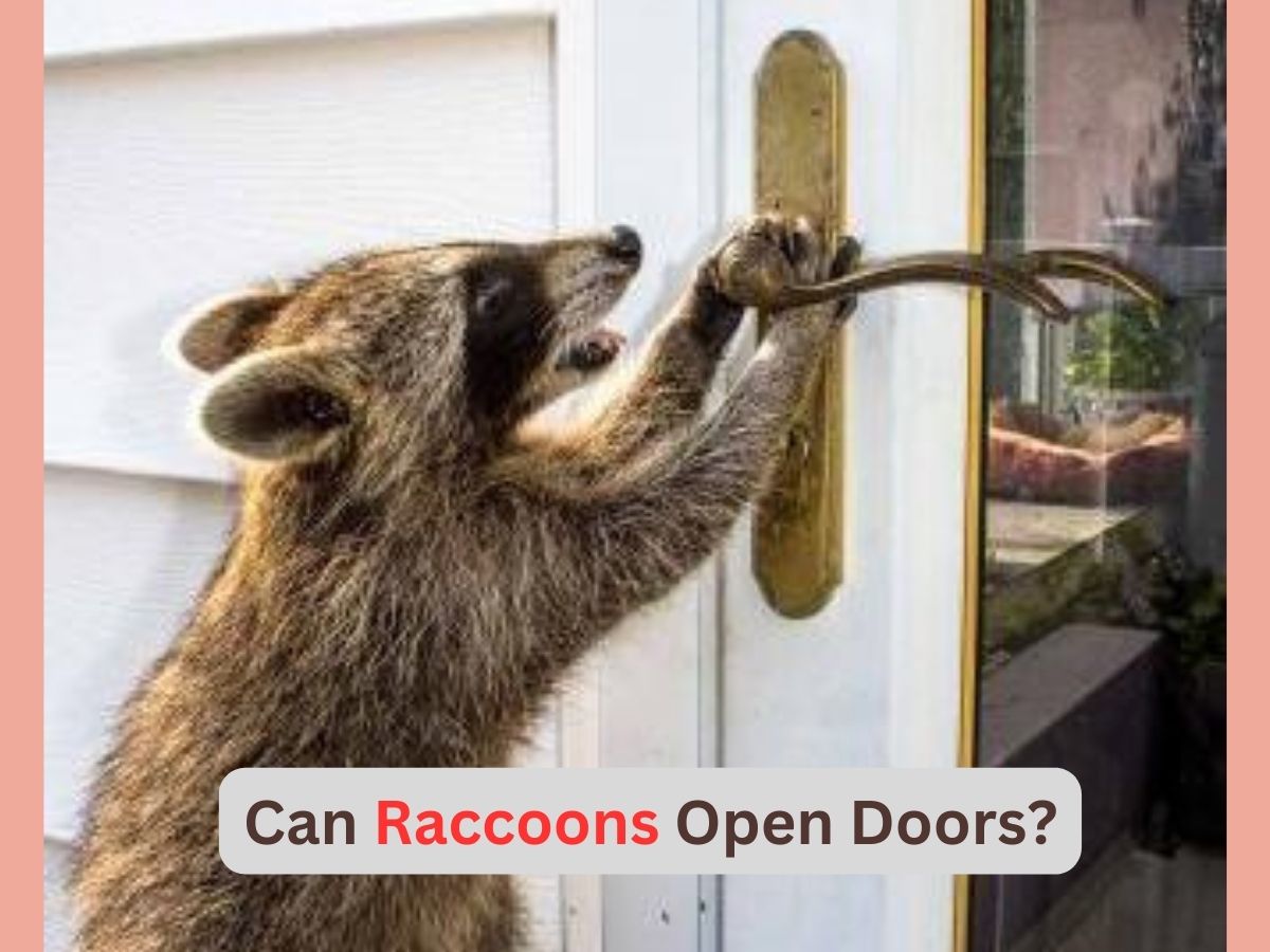 Can raccoons open doors?