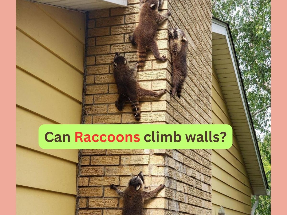 can raccoons climb walls?