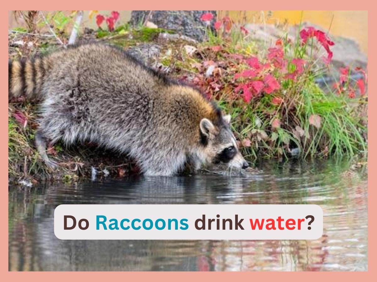 Do raccoons drink water?