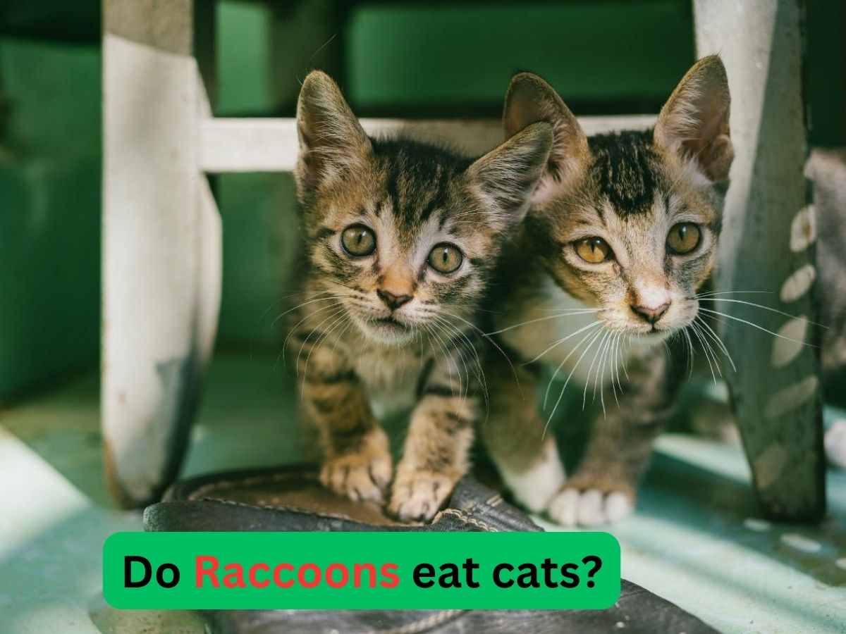 Do raccoons eat cats?