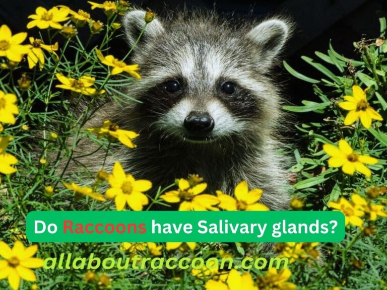 Do Raccoons have Salivary Glands?