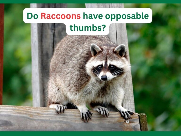 Do Raccoons have opposable thumbs?