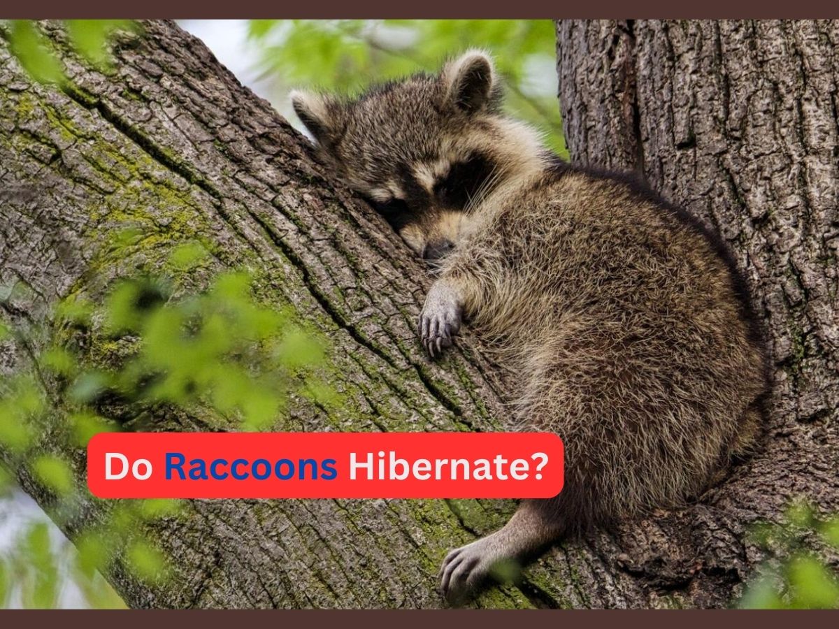 Do raccoons hibernate?