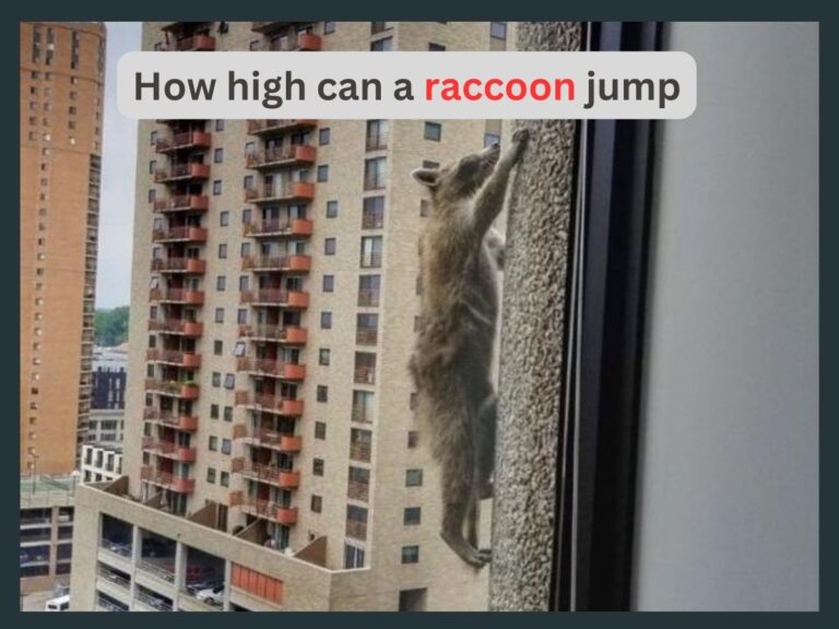 How high can a Raccoon Jump?-Best Research!