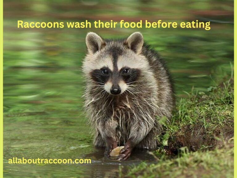 Why do Raccoons Wash their Food?- Surprising facts!