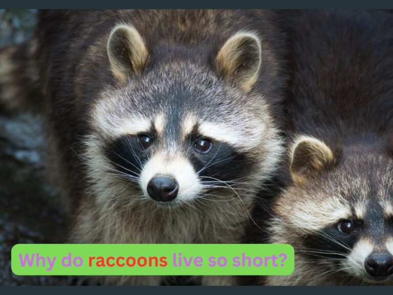 Why do Raccoons live so Short?-7 key Reasons!