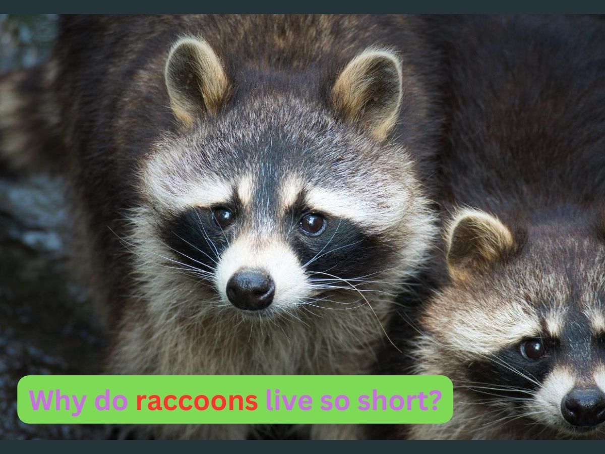 why do raccoons live so short?