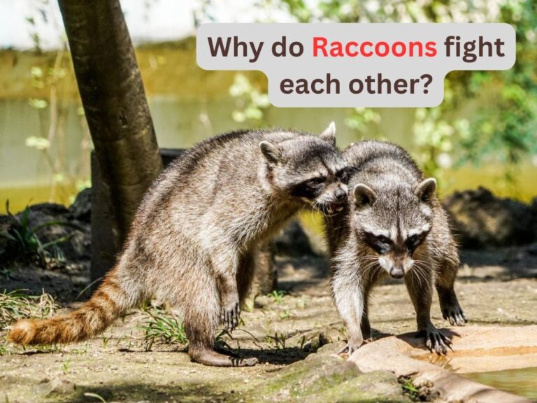 Why do Raccoons fight each other?