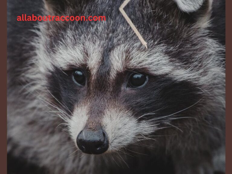 Why do Raccoons have Masks?-Mask mystery!