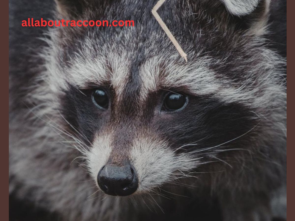 why do raccoons have masks?