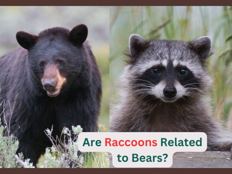 Are Raccoons Related to Bears?-Surprising Connection!